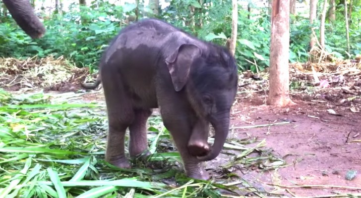 Een olifant ontdekt zijn slurf voor de eerste keer... dit moet wel de liefste video ter wereld zijn!
