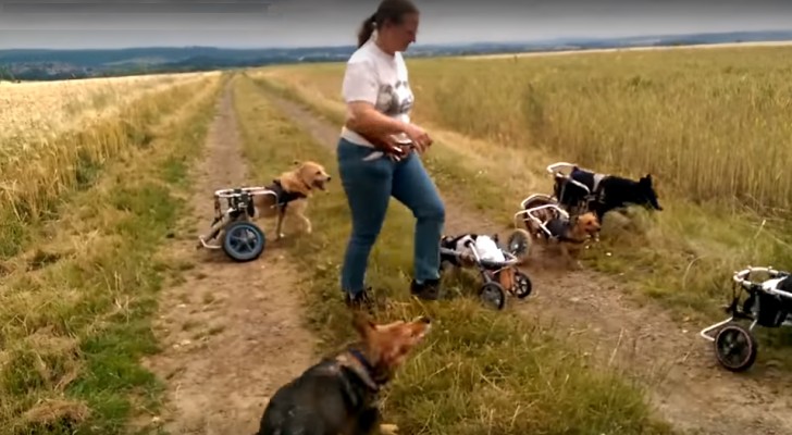 A woman plays in the countryside with a group of dogs that are really SPECIAL. Wow!