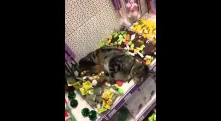 Een kat wandelt de dierenwinkel binnen en... kan de verleiding niet weerstaan!