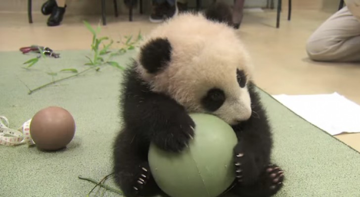 Deze kleine panda moet worden onderzocht: hier zie je hoe ze hem afleiden... zo schattig!