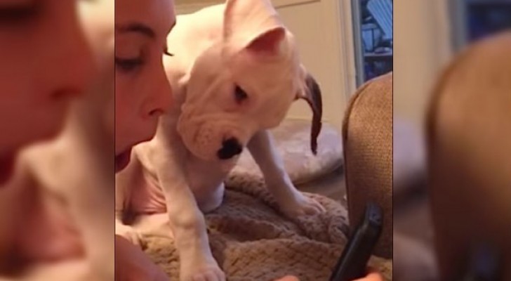 De eerste ontmoeting van een boxer pup met technologie: te schattig!