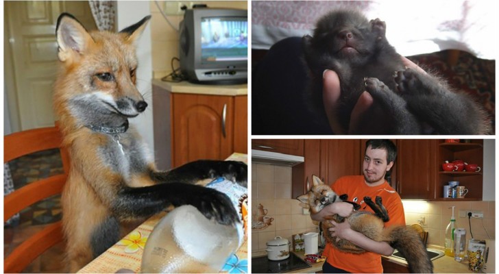 Ondanks alle moeilijkheden,adopteert deze jongen een vos om haar te redden van een vreselijk lot.