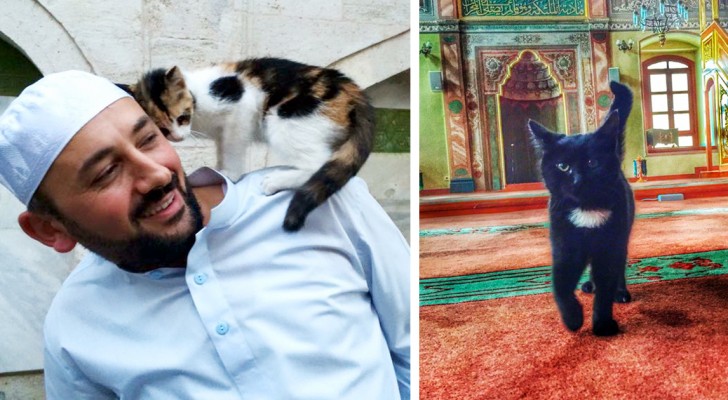 In questa moschea i fedeli pregano circondati dai gatti: il motivo è toccante