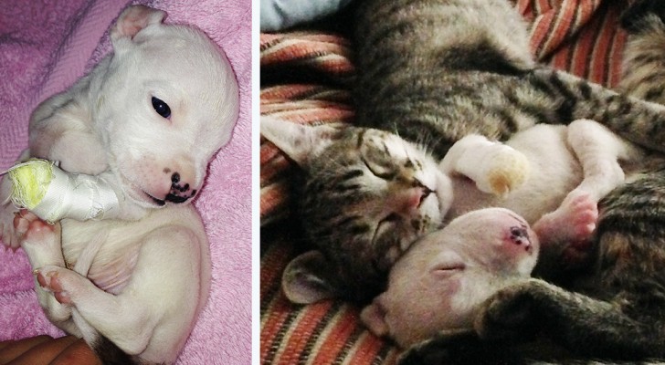 Un gatto adotta un cucciolo di cane salvandolo dalla madre che stava per mangiarlo