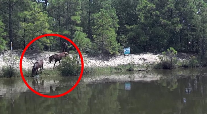 Een paard is aan het baden in de rivier, maar als er andere paarden bijkomen is het spektakel pas compleet