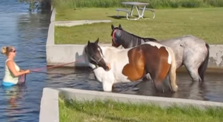 Ze neemt haar paarden voor de eerste keer mee het water in: hun reactie is geweldig!