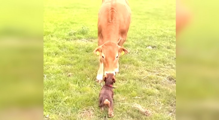 Deze koe heeft nog nooit een hond gezien van dichtbij: het is liefde op het eerste gezicht!
