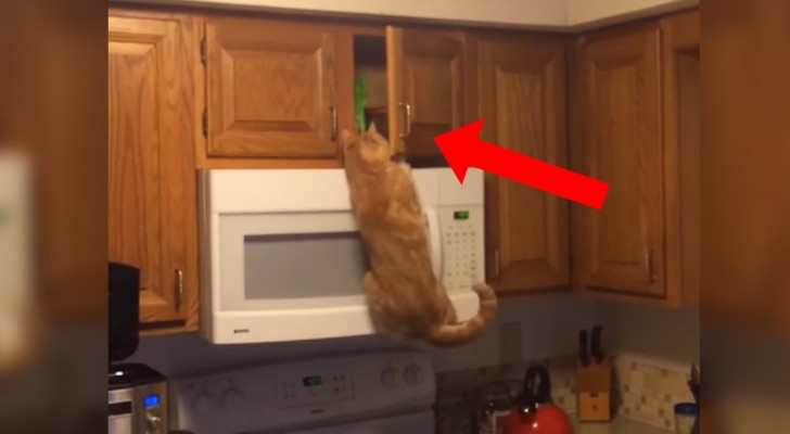 Er ligt iets verborgen boven de magnetron... maar deze lenige kat weet daar wel raad mee! 