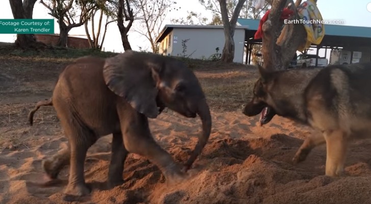 Un piccolo di elefante lotta per la vita aiutato dall'amicizia di un compagno speciale