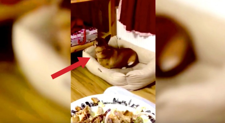 Sneaky dogs caught eyeing their owner's food! SO FUNNY!!!