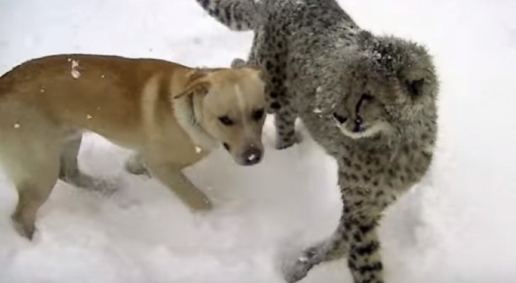 Een jachtluipaard en een labrador in de sneeuw... hilarisch!