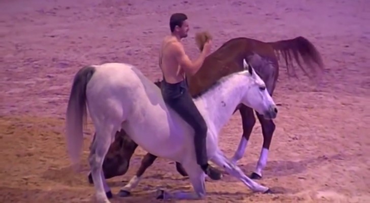 Er dressiert seine Pferde mit einer besonderen Technik... Schaut mal, was er macht 