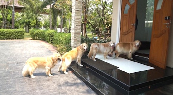 4 perros esperan pacientemente en fila frente a la puerta: el motivo es sorprendente