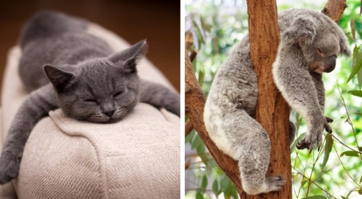 Slaapkampioenen: kijk toch eens hoe die grootste luiwammesen van het dierenrijk liggen te slapen