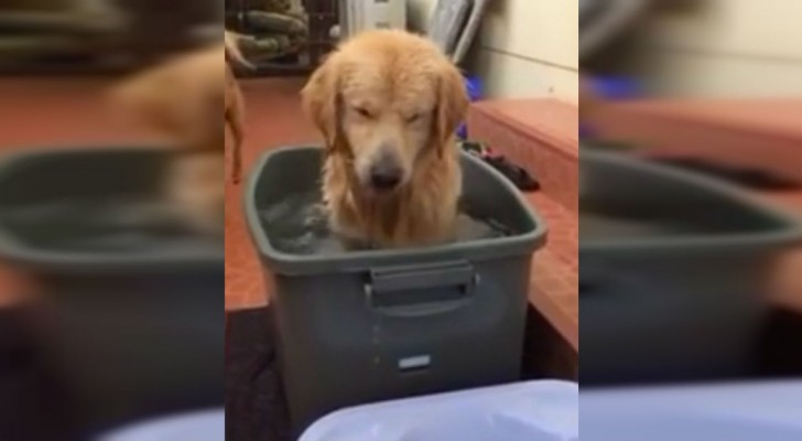 Het is tijd om in bad te gaan... de reactie van deze hond is pure vreugde!