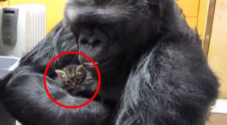 Un gorilla prende in braccio un gattino... ciò che fa subito dopo è stupefacente