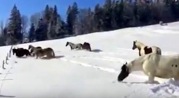 Depois de liberar os cavalos na neve, assistem a um espetáculo belíssimo