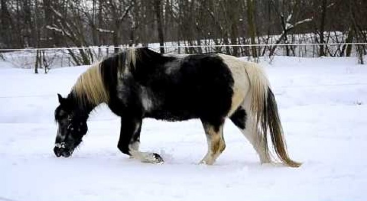 Ze laten hun paard spelen in de sneeuw... het dier voelt zich onmiddellijk weer een veulen!