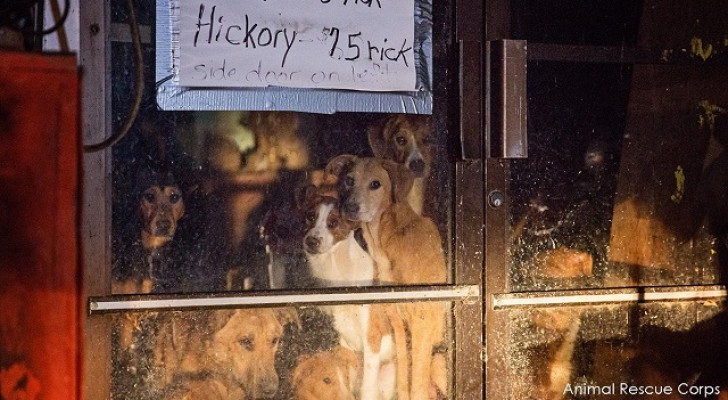 De redding van 21 honden die werden achtergelaten in een gesloten winkel