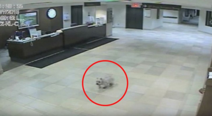 Un cane riesce inspiegabilmente a raggiungere l'ospedale in cui la padrona è ricoverata