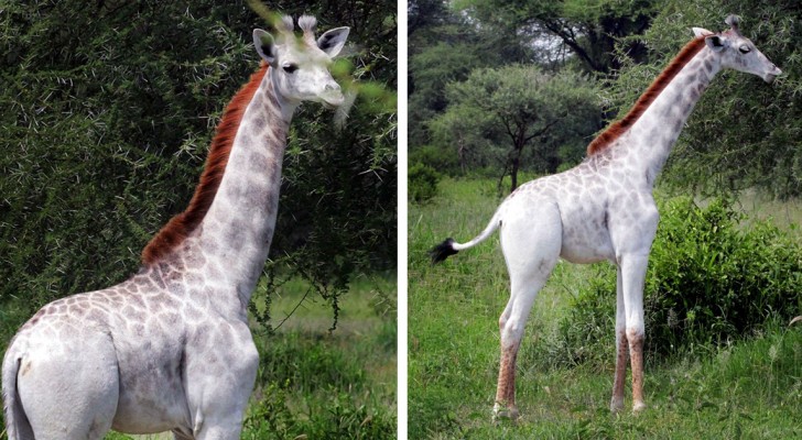 Madre natura gioca con i colori: scoperta in Tanzania una rarissima giraffa BIANCA