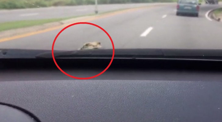 A woman is driving her car --- suddenly a "surprise" shows up that will make her scream!