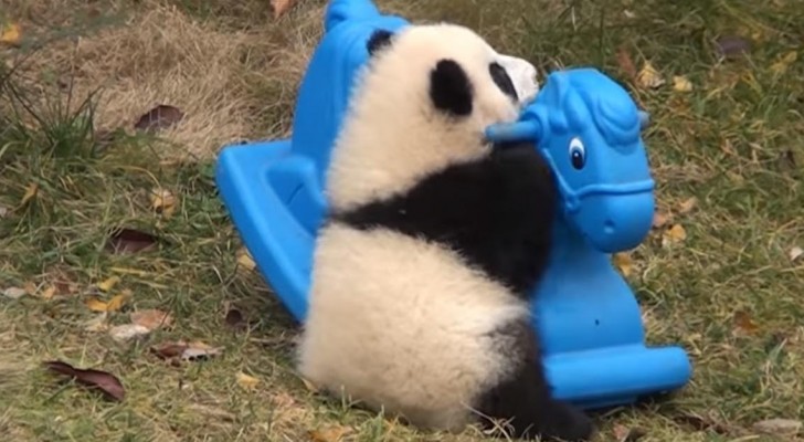 Een babypanda krijgt een nieuw speeltje... en hij is er dol op! 