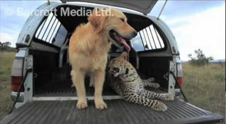 Cane e Leopardo migliori amici