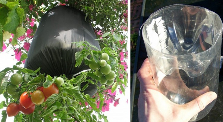 Come coltivare pomodori in bottiglie di plastica a testa in giù... Perfetti per un balcone!