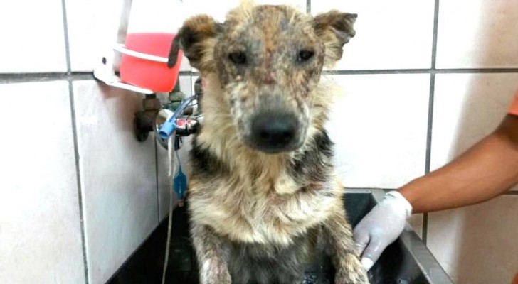 Dog gets abandoned because it is too ugly, but a woman discovers its heart of gold!