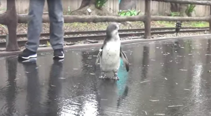 Dit doet deze pinguïn ELKE KEER als het regent 