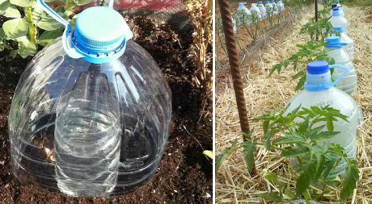 Aqui vemos una tecnica ingeniosa para regar las planta ahorrando mucha agua