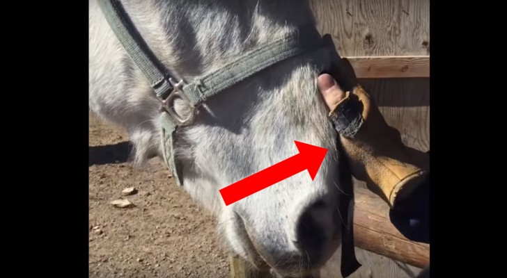 This horse is very nervous, but the man knows a trick: the result is TOTALLY UNBELIEVABLE!