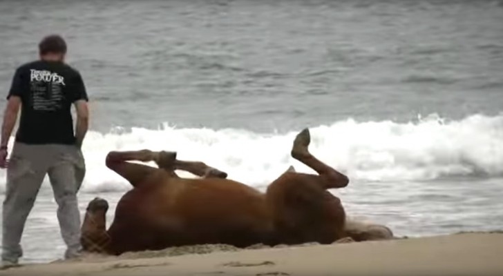 Un cheval se roule dans le sable, mais regardez quand l'homme s'approche de lui...
