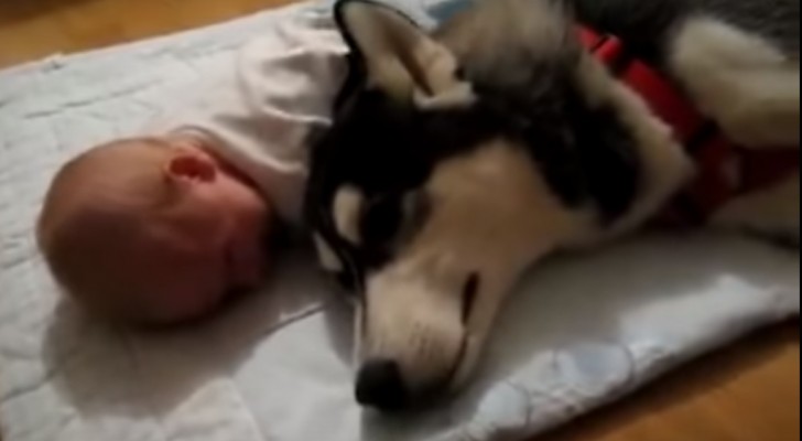Quello che fa questo cane per far smettere di piangere il bambino è sorprendente!