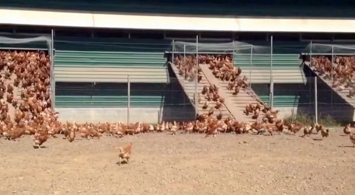 Un élevage de poule en plein air: ce qu'il se produit tous les matins est incroyable