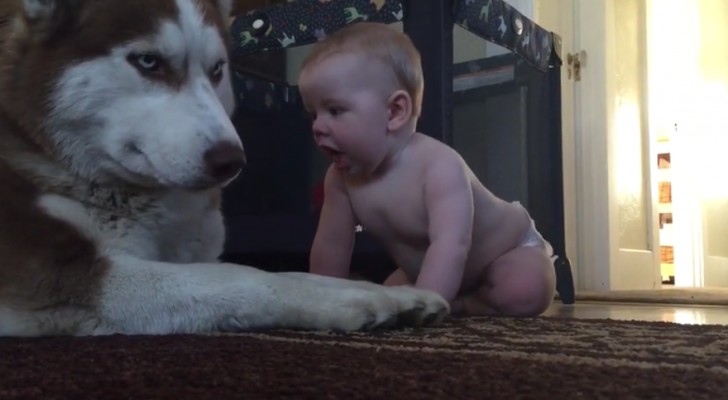 Deze baby probeert te spelen met de husky... de reactie van de hond is geweldig! 