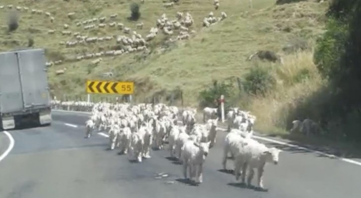 Een kudde van duizenden schapen trekt over de wegen... de automobilisten staan met hun mond vol tanden