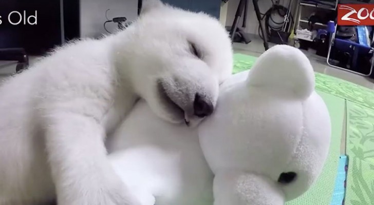 Een baby ijsbeer knuffelt met haar knuffel... haar bewegingen zijn onweerstaanbaar!