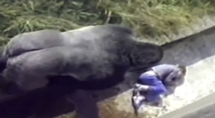 Un enfant tombe dans l'enclos des gorilles... L'arrivée des animaux va laisser tout le monde sans souffle