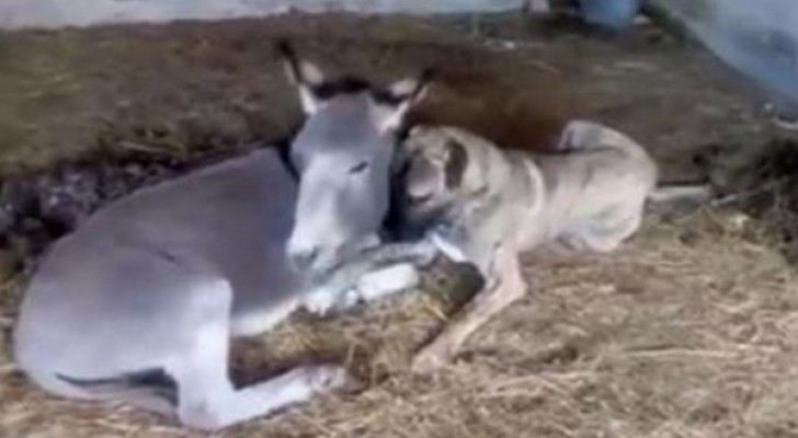A handicapped dog finds a special friend in a donkey: to see them together warms the heart!