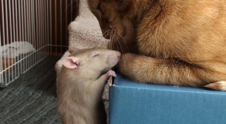 Katten en ratten hebben een hekel aan elkaar? Deze video bewijst het tegendeel!