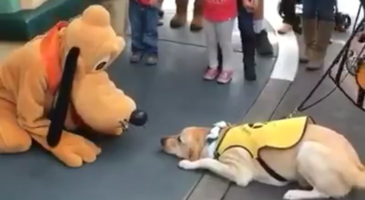 Un cane guida incontra il suo personaggio Disney preferito... la reazione è dolcissima