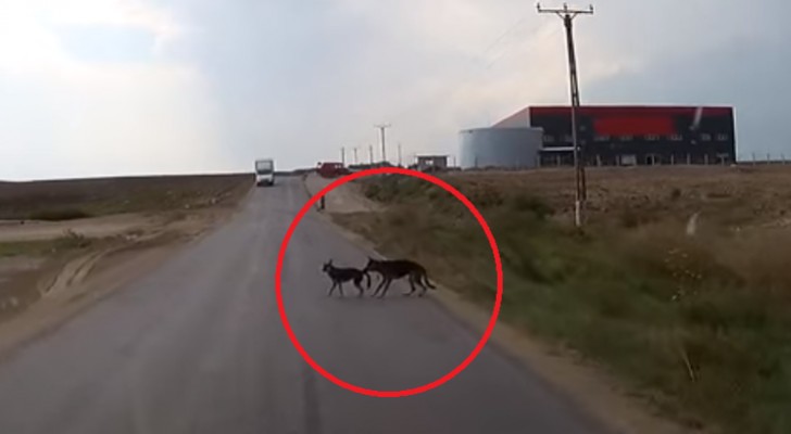 Een automobilist ziet plotseling twee honden op straat opdoemen: één van de twee honden weet gelukkig precies wat er moet gebeuren... prachtig!