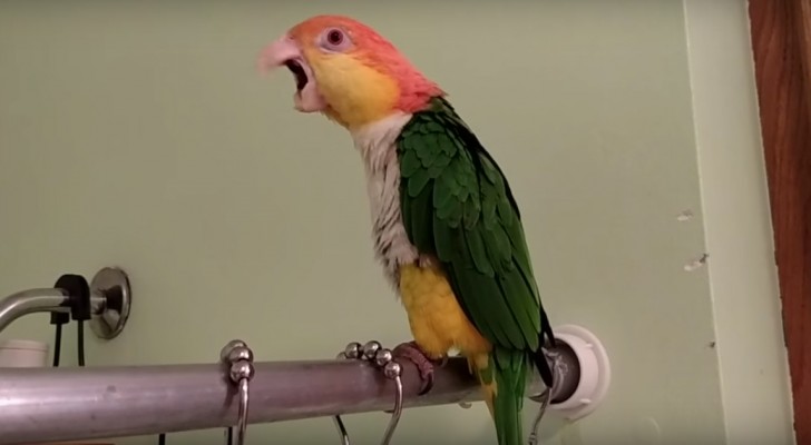 Un pappagallo entra nella doccia... La sua reazione? Quella che avremmo anche noi!