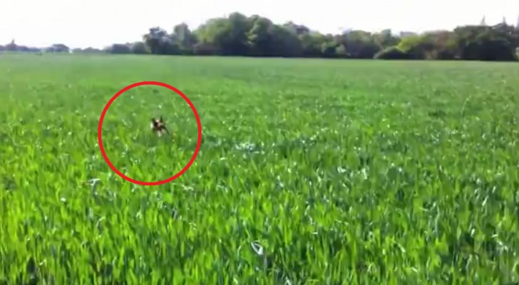 A dog has to cross a field of tall grass; ... the way he does it ... is hilarious!