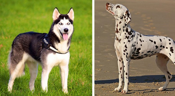 15 razze di cane che un padrone inesperto o sedentario dovrebbe evitare di adottare