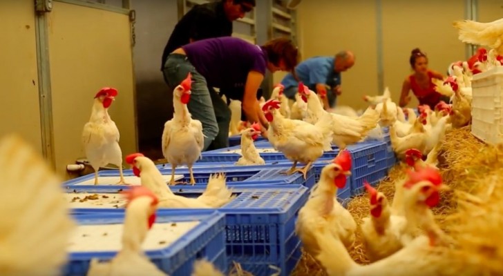 1500 gallinas liberadas de una fabrica abren las alas por PRIMERA vez...Emocionante!