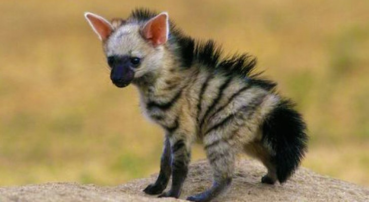 Metà volpe, metà iena: ecco a voi un raro mammifero di cui vi innamorerete