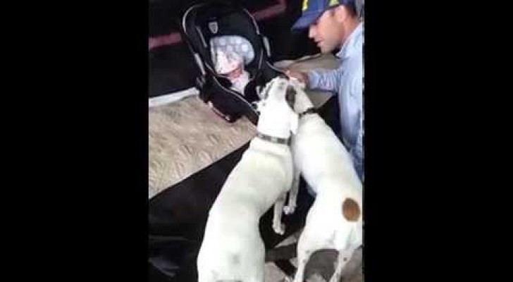 A father introduces his baby daughter to his two boxers; they are eager to welcome her!